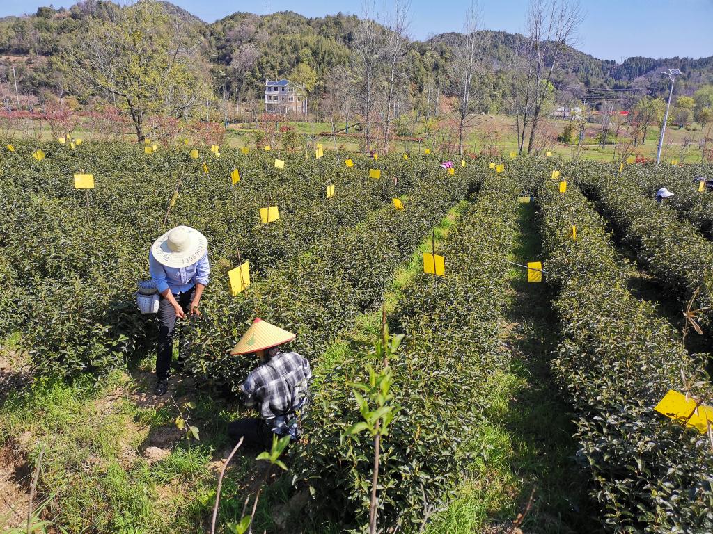 事｜祁门红茶香飘世界AG真人国际中国故(图8)